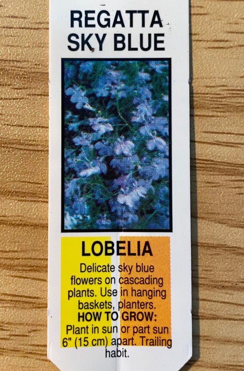 LOBELIA, REGATTA SKY BLUE