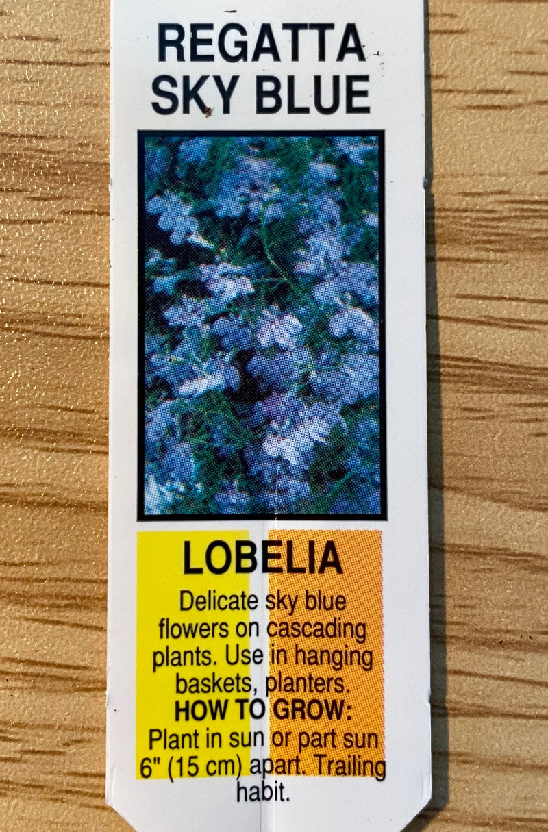 LOBELIA, REGATTA SKY BLUE