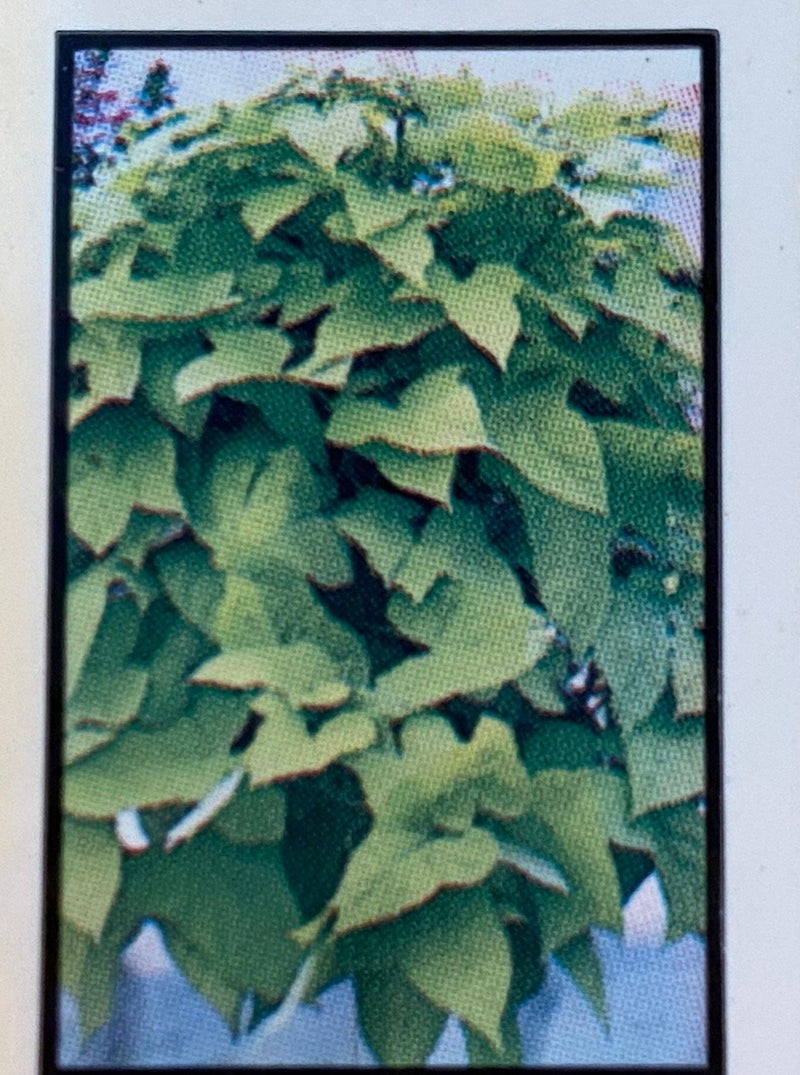 IPOMOEA, MARGUERITE (SWEET POTATO VINE)