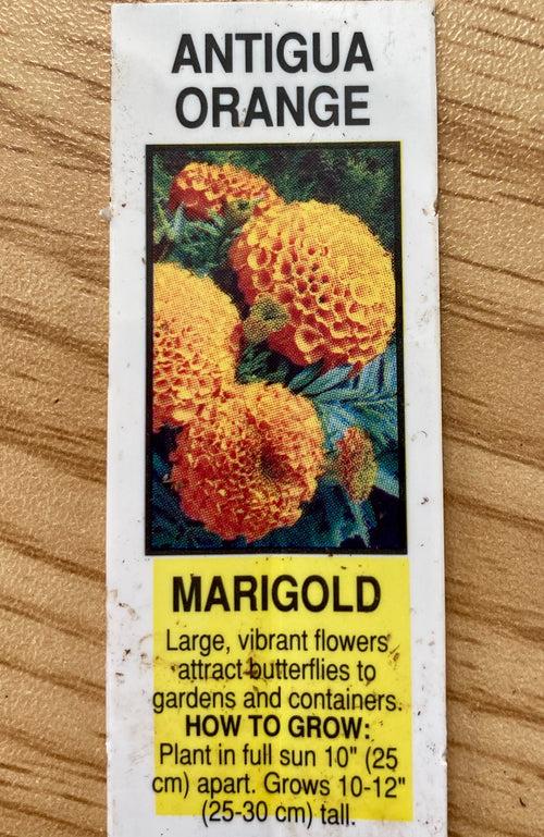 MARIGOLD, ANTIGUA ORANGE