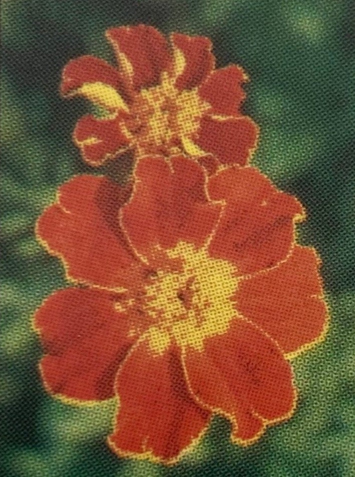 MARIGOLD, DISCO RED
