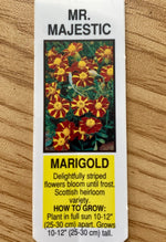 MARIGOLD, MR. MAJESTIC