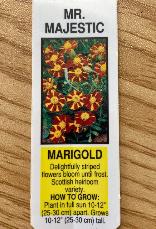 MARIGOLD, MR. MAJESTIC