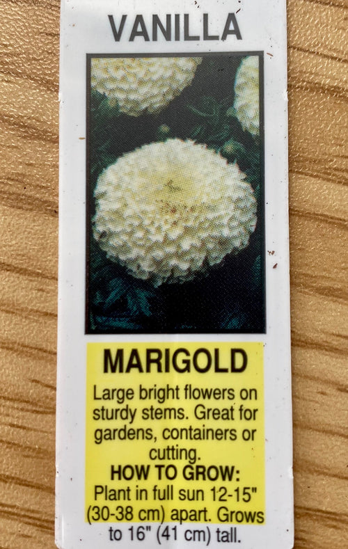 MARIGOLD, VANILLA