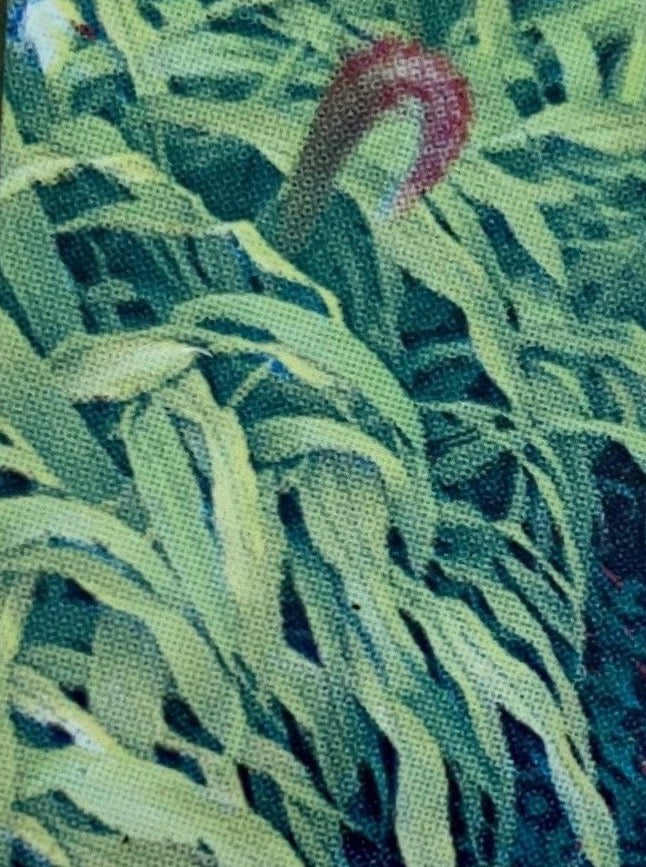 ORNAMENTAL MILLET, JADE PRINCESS