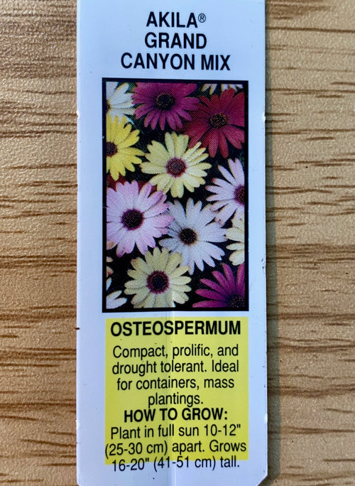 OSTEOSPERMUM, AKILA GRAND CANYON MIX