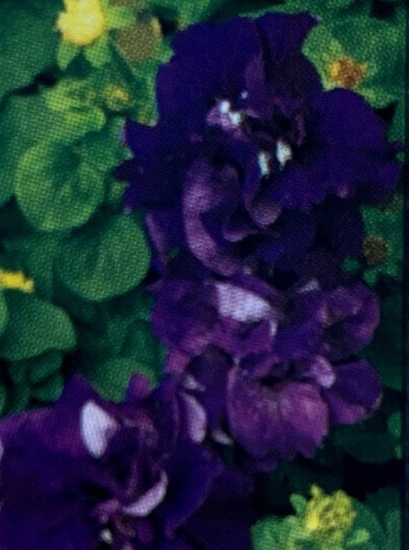 PETUNIA, DOUBLE CASCADE BLUE