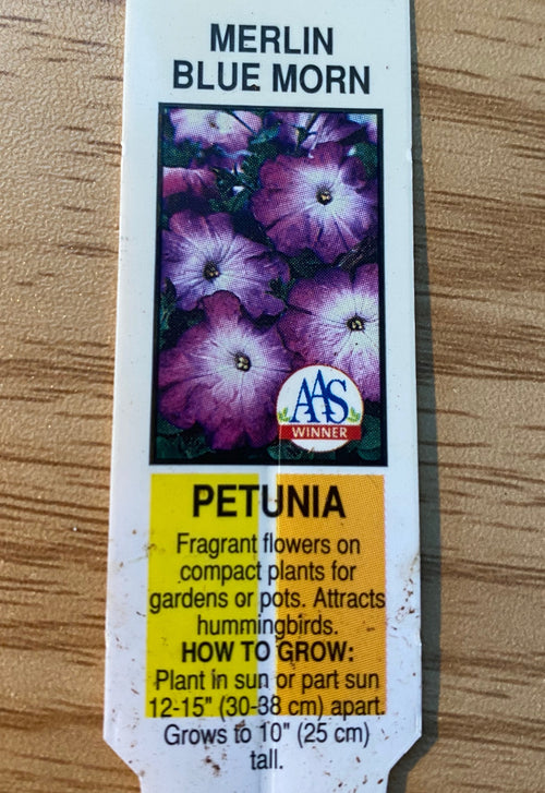 PETUNIA, MERLIN BLUE MORN