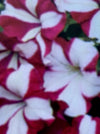 PETUNIA, EASY WAVE BURGUNDY STAR