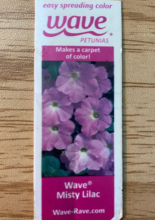 PETUNIA, WAVE MISTY LILAC