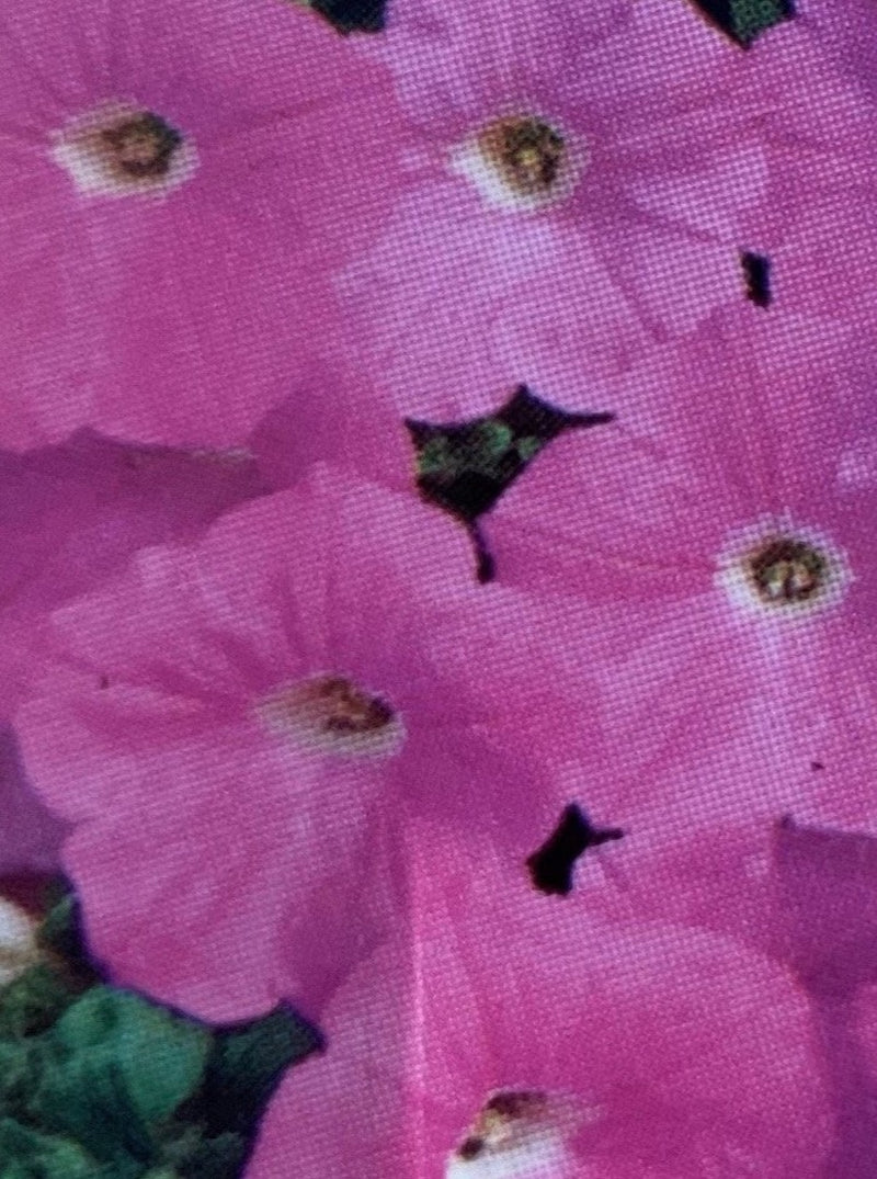 PETUNIA, WAVE PINK