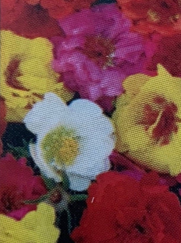 PORTULACA, HAPPY TRAILS MIX
