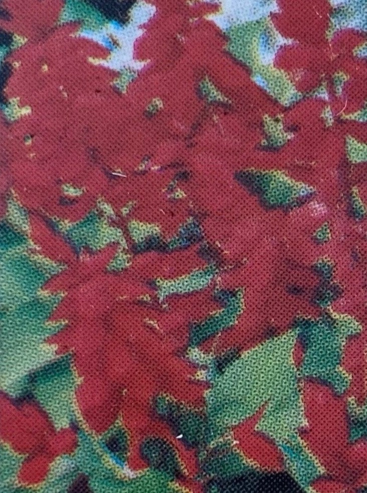 SALVIA, SIZZLER RED