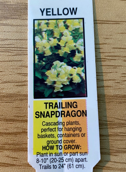 SNAPDRAGON, CANDY SHOWERS YELLOW