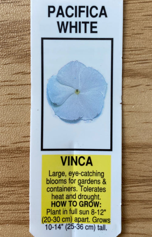 VINCA, PACIFICA WHITE