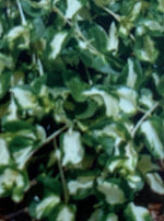VINCA VINE, WOJO'S GEM