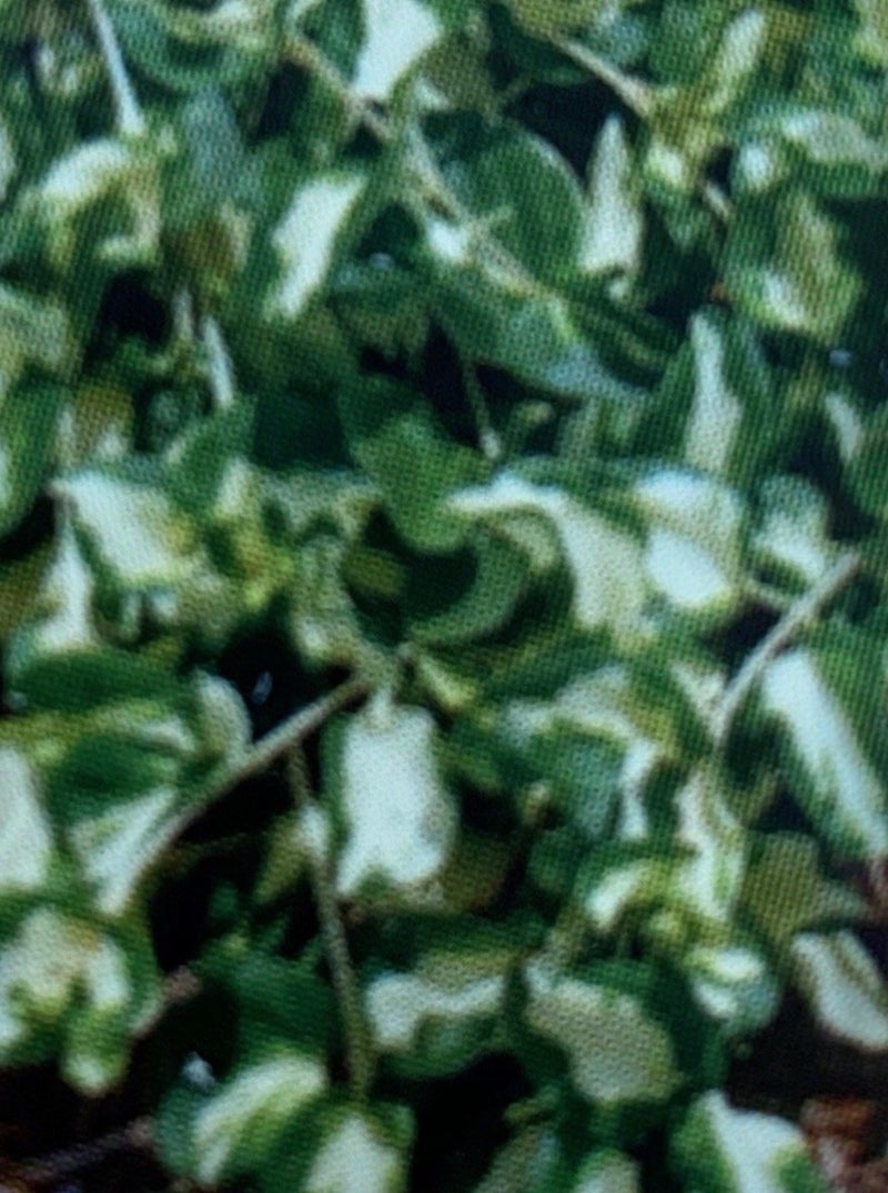 VINCA VINE, WOJO'S GEM