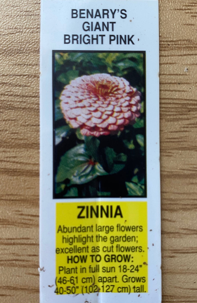 ZINNIA, BENARY'S GIANT BRIGHT PINK