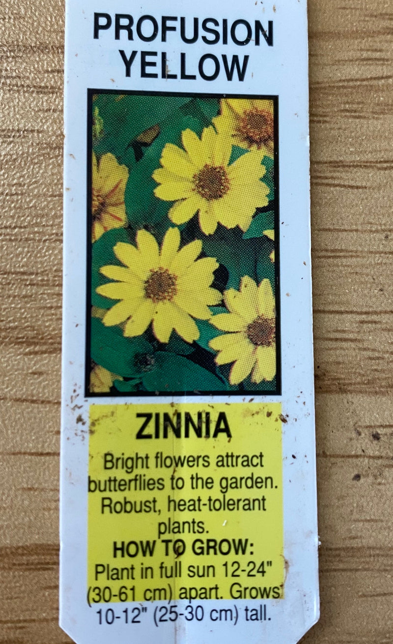 ZINNIA, PROFUSION YELLOW