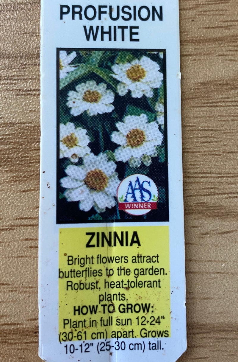 ZINNIA, PROFUSION WHITE