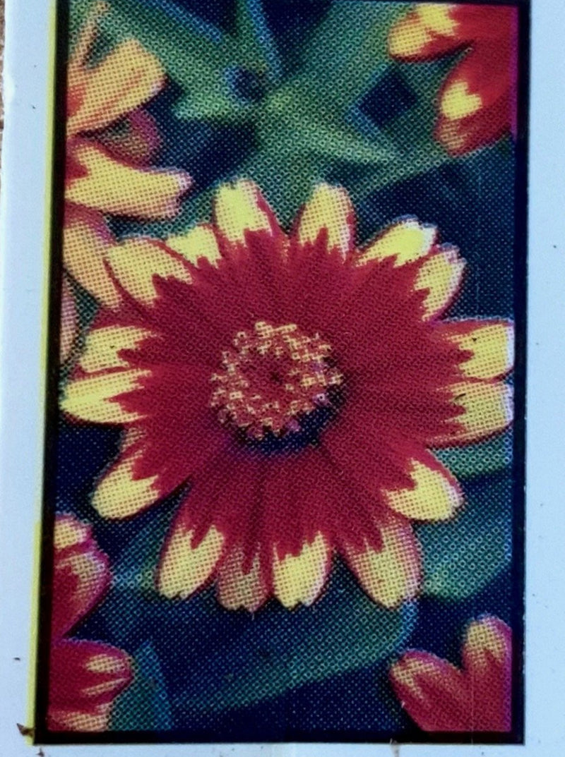 ZINNIA, ZAHARA SUNBURST