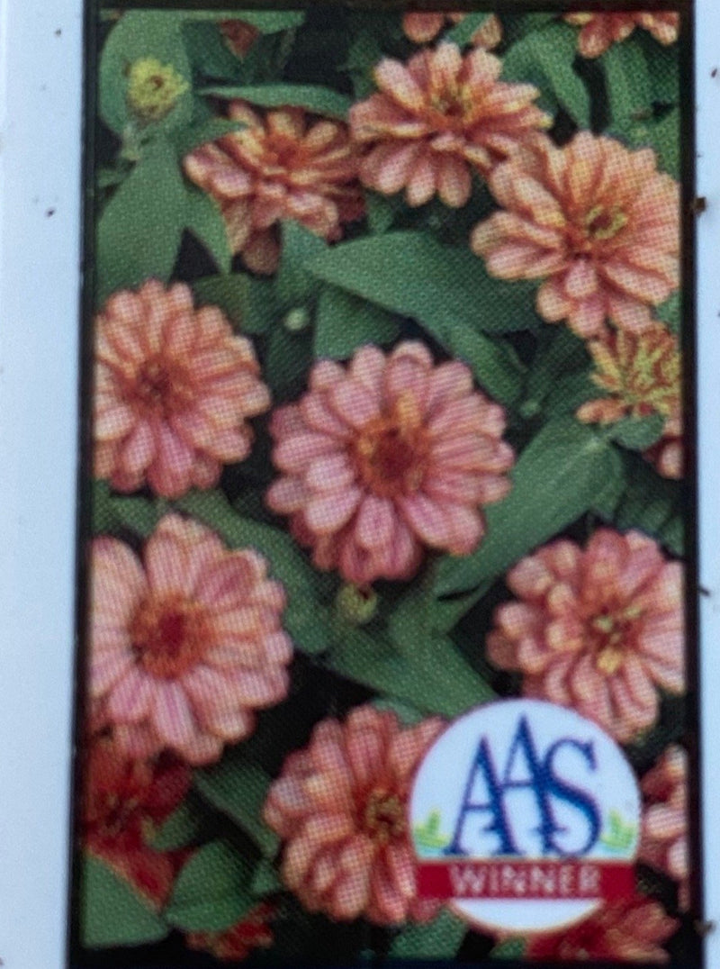 ZINNIA, PROFUSION DOUBLE DEEP SALMON