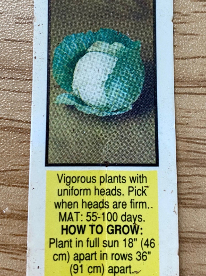 CABBAGE, GREEN