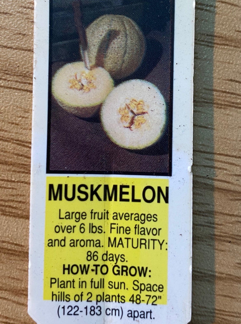 MELON, CANTALOUPE ROCK STAR