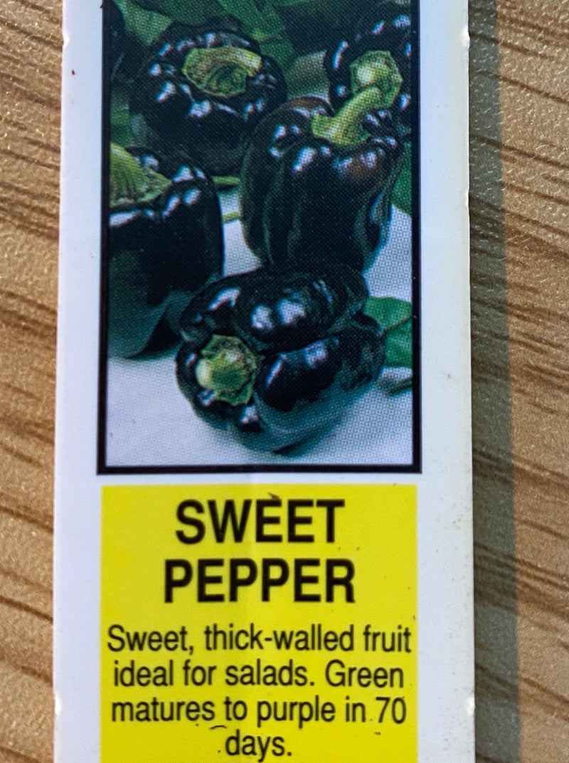 PEPPER, PURPLE BEAUTY