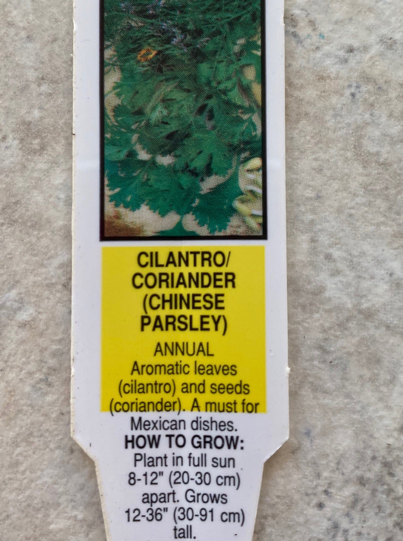 CILANTRO (CORIANDER)