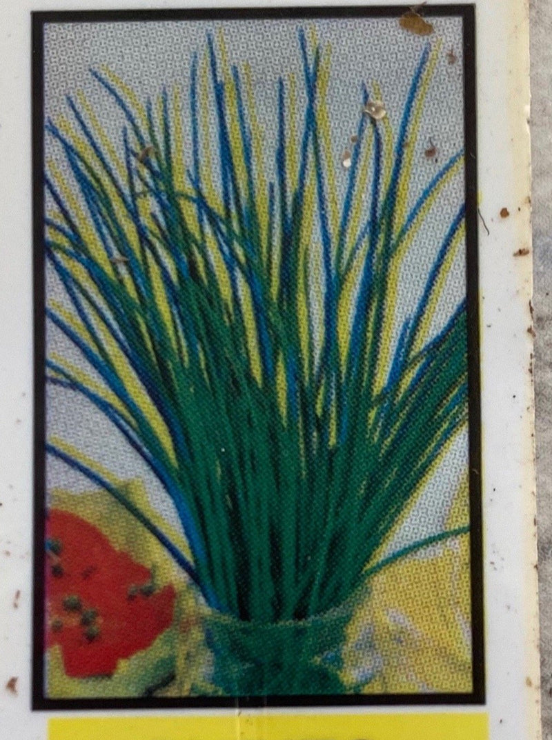 CHIVES, GREEN