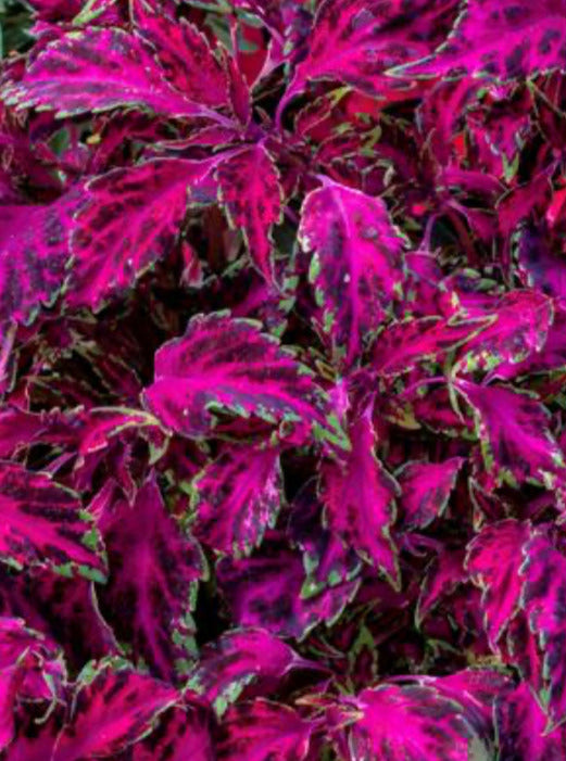 COLEUS, PARTYTIME PINK FIZZ