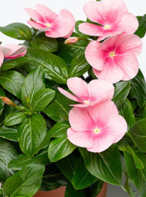 VINCA, CORA CASCADE SHELL PINK