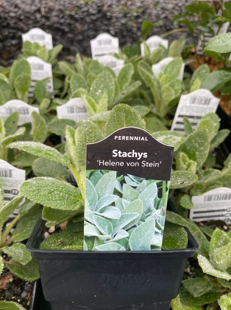 STACHYS, HELENE VON STEIN (LAMBS EARS)