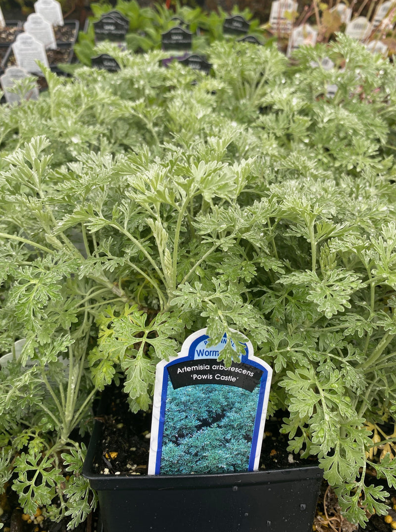 ARTEMISIA, POWIS CASTLE (WORMWOOD)