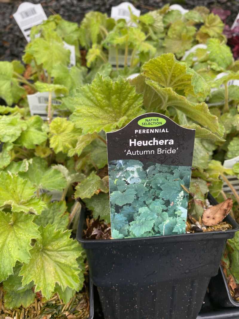HEUCHERA, AUTUMN BRIDE (CORAL BELLS)