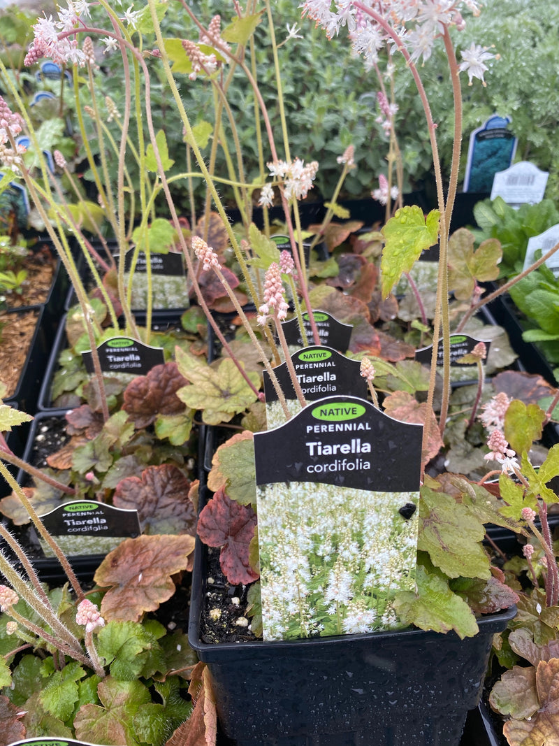 TIARELLA, CORDIFOLIA (FOAMFLOWER)