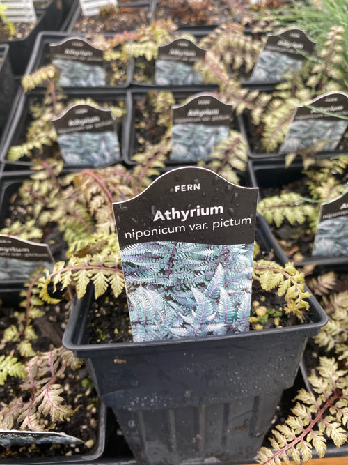 ATHYRIUM, PICTUM (JAPANESE PAINTED FERN)