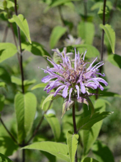 MONARDA, FISTULOSA (BEE BALM)