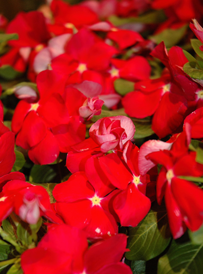 VINCA, CORA RED
