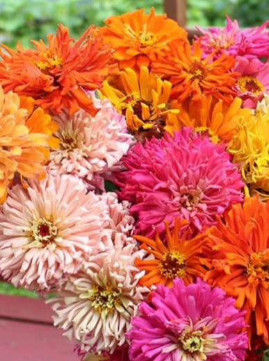 ZINNIA, CHRYSANTHEMUM MIX