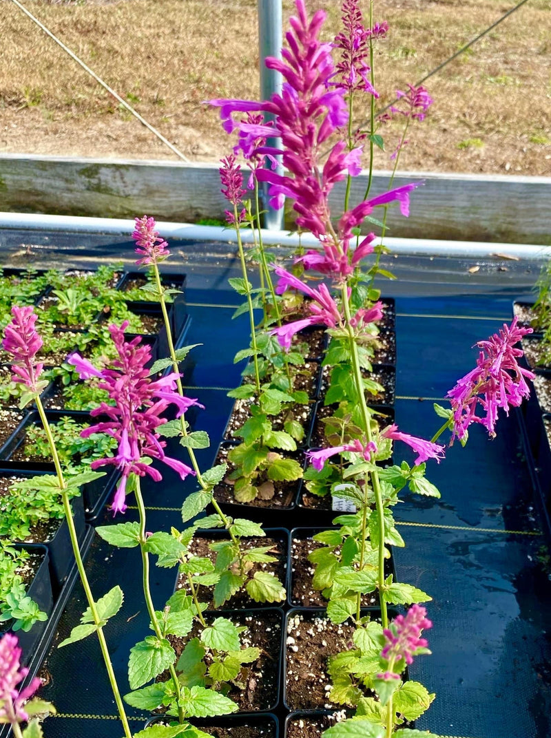 AGASTACHE, HEATHER QUEEN