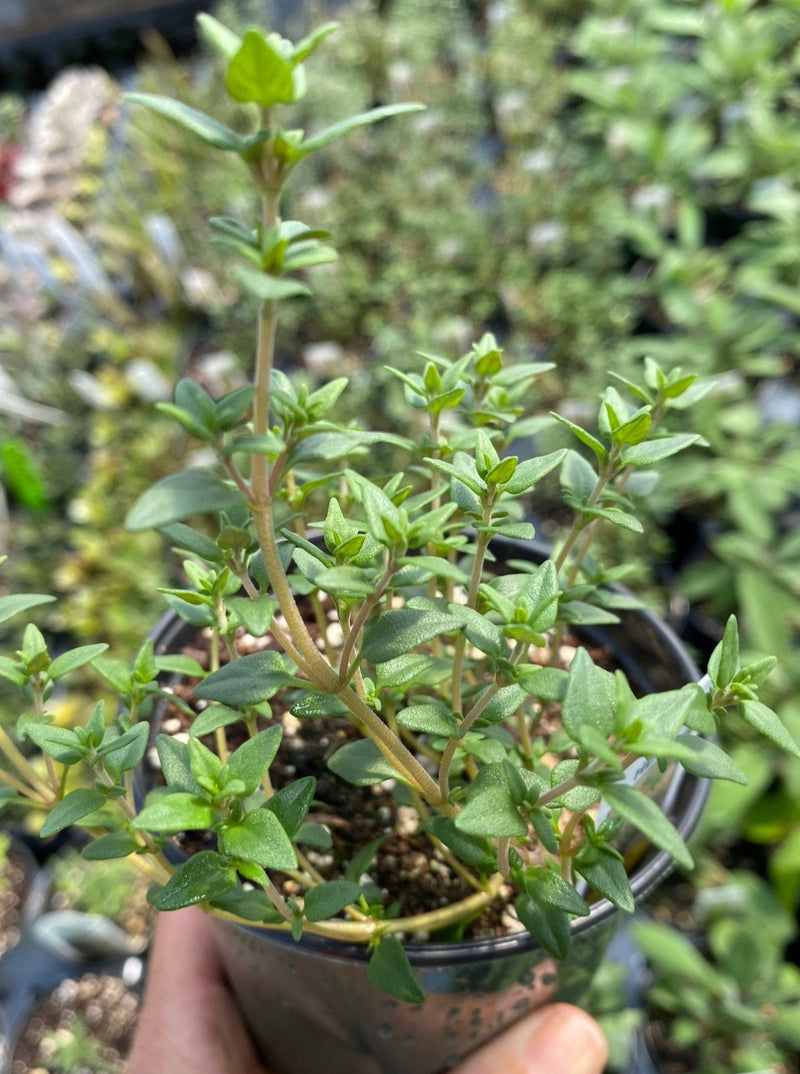 THYME, WINTER
