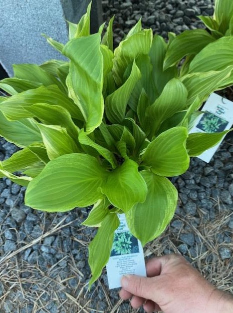 HOSTA, ALBO MARGINATA