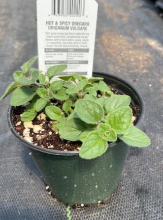 OREGANO, HOT & SPICY