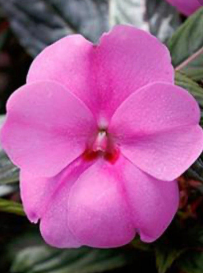 IMPATIENS, N G SUNPATIENS VIGOROUS LAVENDER SPLASH