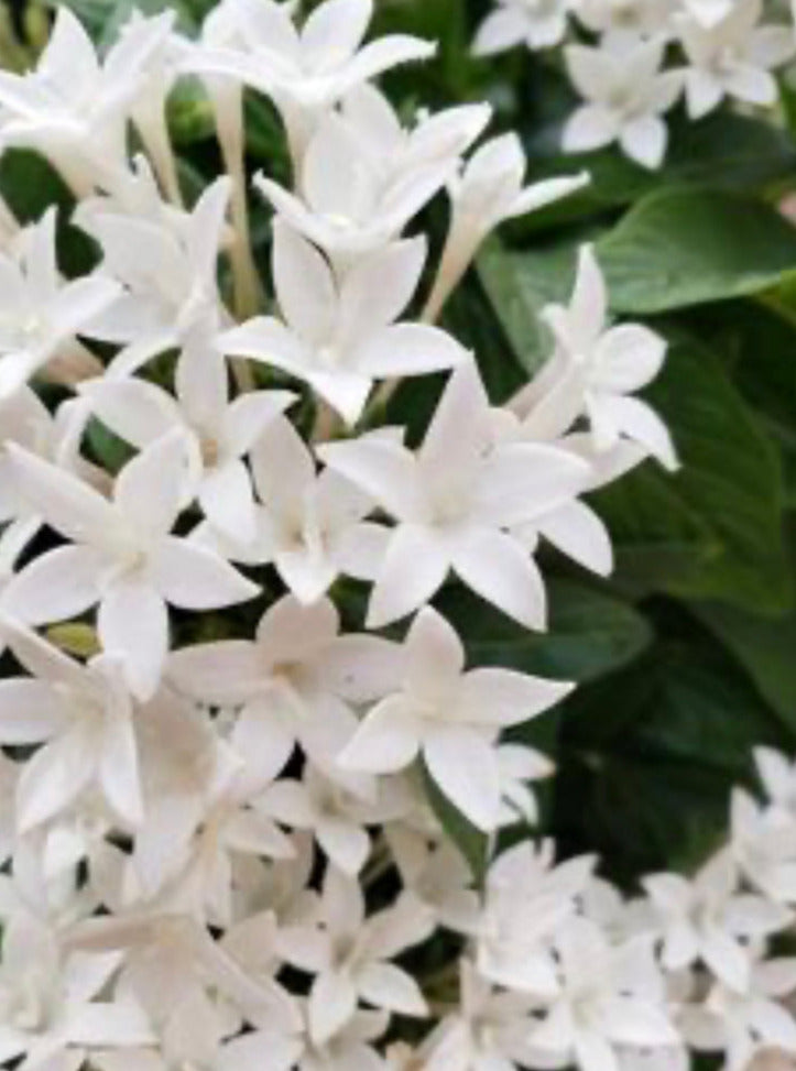 PENTAS, STARCLUSTER CASCADE WHITE