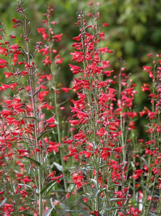 PENSTEMON, SCARLET TWIZZLE (BEARD TONGUE)