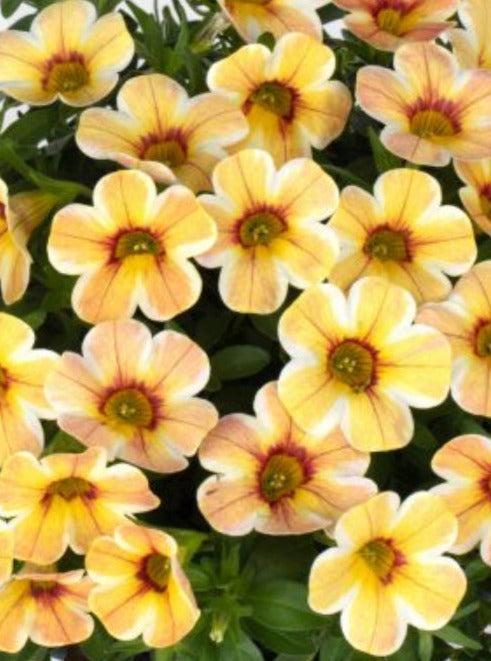 CALIBRACHOA, CARAMEL