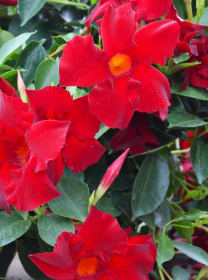 MANDEVILLA, MADINIA MAXIMO RED